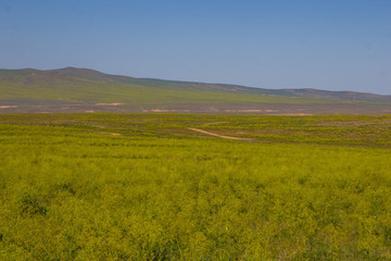 Blooming yellow steppe in spring, Kazakhstan