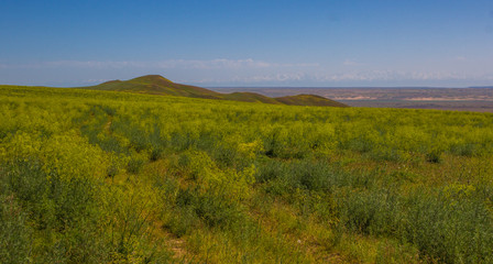 Fototapeta premium Blooming yellow steppe in spring, Kazakhstan