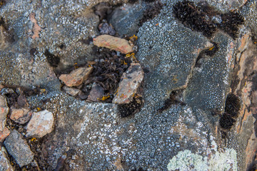 Stone background. Nature texture with yellow moss.