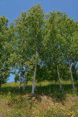 Fototapeta premium 白樺林