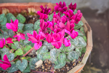 Beautiful nature pink flowers in pot in spring season for decoration.
