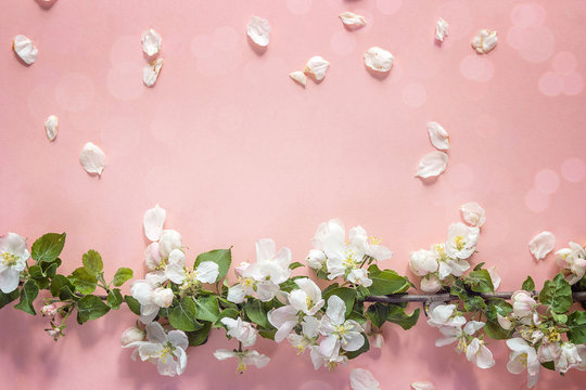 Branch of a blossoming apple tree on a pink background. Place for the text.
