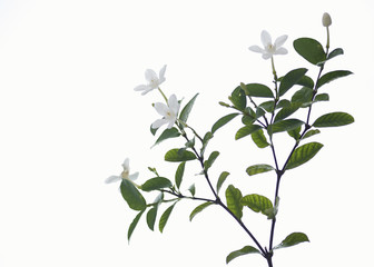  white and fragrant flower