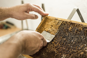 Honeycomb open unwaxing fork beekeeper uncapped for harvest golden delicious honey closeup © CL-Medien