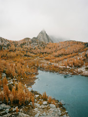 Golden Larches 