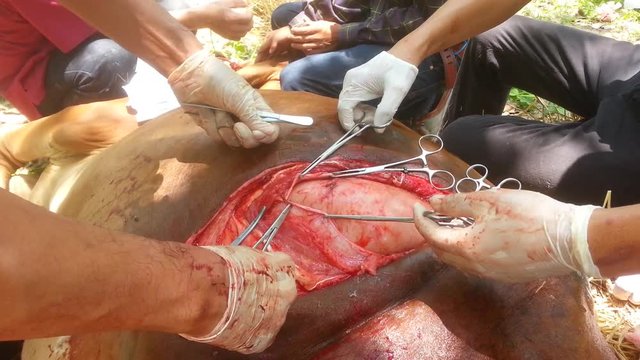 Cow Surgery
