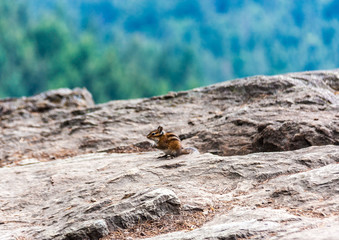 A chipmunk snacking on crumbs at Oyster Dome