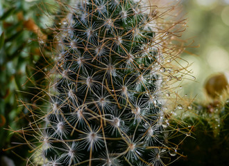 CactusDroplets_1