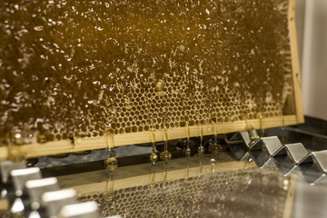 Glossy yellow golden honey comb reflection mirror sweet honey drips flow during harvest background with textspace