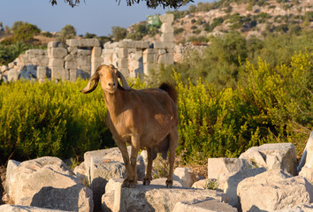 Goat on ruins in ancient Lycian city Patara. Turkey