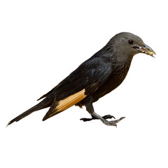 Small black yellow  Bird jackdaw eats bread in his beak close up isolated on white background