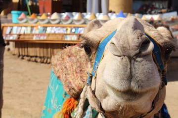 A smilling camel