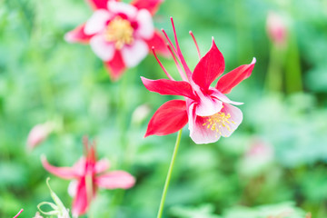 Close-Up Of Red Flower Blooming Outdoors,shot in Shanghai,China.