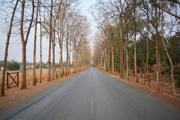 Road among tunnel of tree