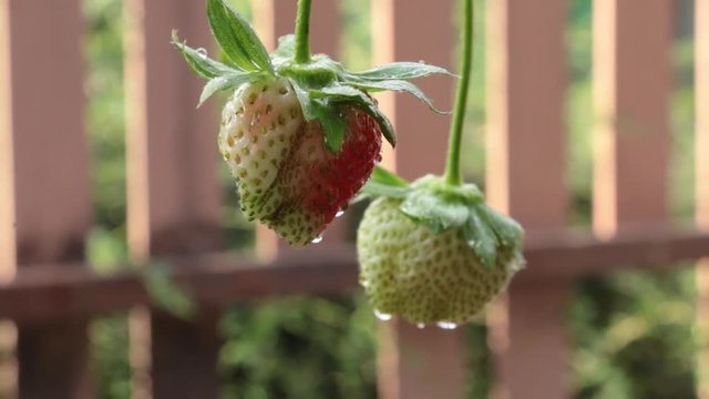 Strawberry fruit with drops