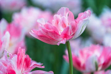 Close-Up Of Pink Flower Blooming Outdoors,shot in Shanghai,China.