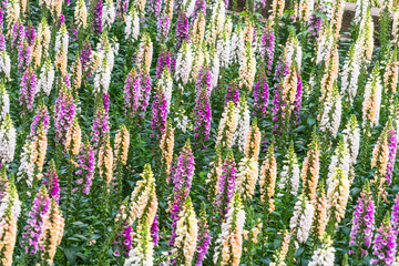 Lavender field in bloom,view of formal garden.