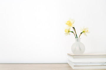 Beautiful pale yellow narcissus flower in flowerpot on table in front of white background. Floral composition