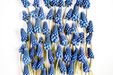 Obraz premium Beautiful blue muscari flowers on white background. Flat lay, top view. Creative flower concept
