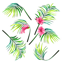 Fototapeta na wymiar Set of botanical vector illustrations of tropical palm leaves in a realistic style. Print, template, design element
