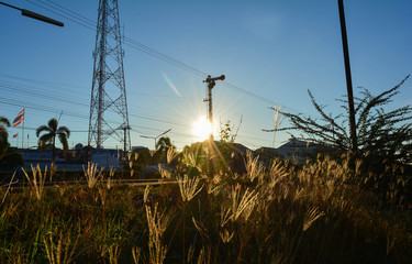 Grass flower with blue sky and sun