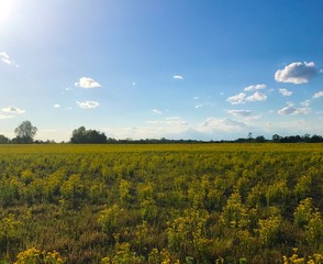 Obraz premium Golden field