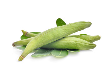 Tabebuia aurea pods with green leaves isolated on white background