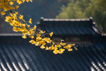 Beautiful bright Ginkgo leaves in autumn season.	