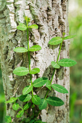  Abstract image of  fresh green leaf texture  leaves in nature