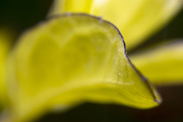 Macro on a tree leaf