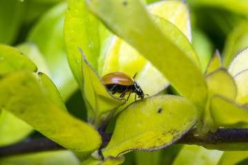 Brown lady bug on some leaves