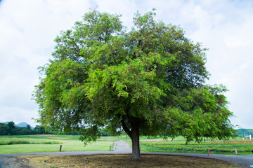 Fototapeta na wymiar The big tree is a symbol of nature.