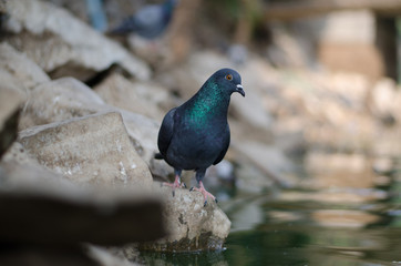 Pigeon in nature