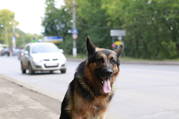 Dog german shepherd in a summer day