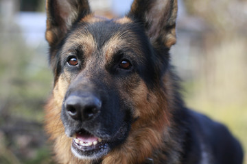 The muzzle and nose of the dog of breed a German shepherd