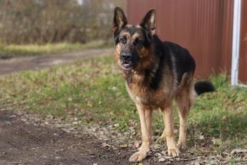 Dog german shepherd in village