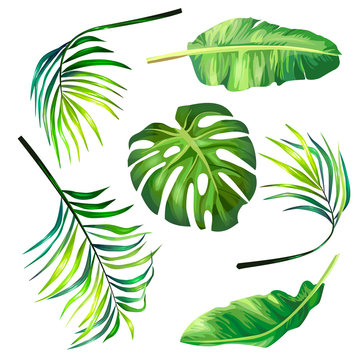 Set of botanical vector illustrations of tropical palm leaves in a realistic style. Print, template, design element