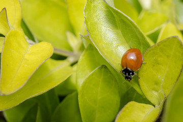 Brown lady bug on some leaves