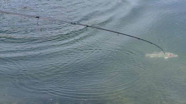 scene of barramundi under the water when it is hooked by a angler in the fishing tournament