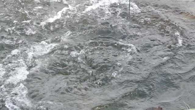 grouper fighting when it is hooked by a angler in the fishing tournament
