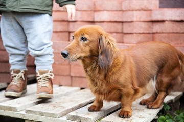Dachshund and little boy standing on a pallet at the yard with a red bricks behind them, house reconstruction