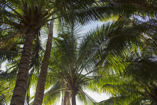 Palm tree leaves on sunny blue sky background. Tropical tree crown on blue sky.