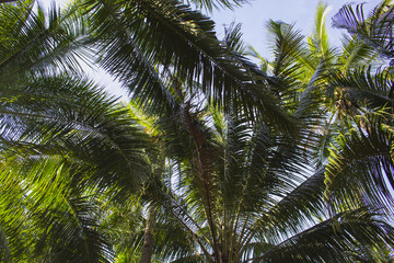 Obraz premium Palm tree leaves on sunny blue sky background. Tropical tree crown on blue sky.