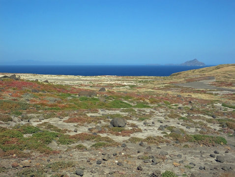 Santa Cruz Channel Island colorful groundcover