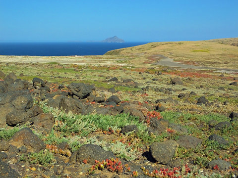 Santa Cruz Channel Island colorful plants