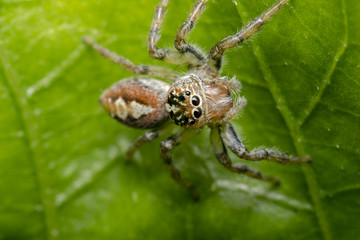 Little hairy jumping spider on a tree leaf