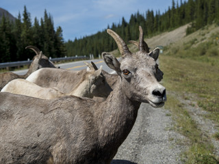 Mountain Goats on the Road
