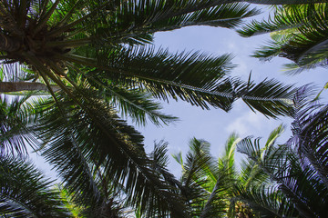 Palm tree leaves on sunny blue sky background. Tropical tree crown on blue sky.