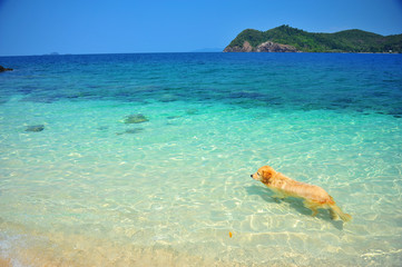 Golden Retriever Dog Relaxing on Beach 