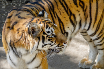 Fototapeta na wymiar animal beautiful young tiger